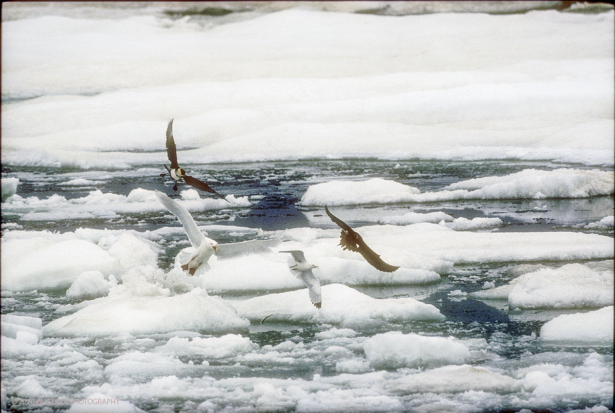 114 SIBERIA.jpg - Luglio/Agosto 1992. Siberia, terra dei Chukchi. Nell'oceano artico  125 Km a nord-est della penisola dei Chukchi (Siberia) c'Ã¨ l'isola di Wrangel, essa ospita piÃ¹ del doppio di specie vegetali (417) di qualsiasi territorio artico a paritÃ  di superficie nonchÃ¨ 30 specie diverse di uccelli oltre ad orsi polari, foche e trichechi ; per questo motivo   Ã¨ stata proclamata patrimonio dell'umanitÃ  dall'UNESCO. Nella foto isola di Wrangel battaglia per ilpossesso del cibo tra Stercorari e gabbiani tridattili.